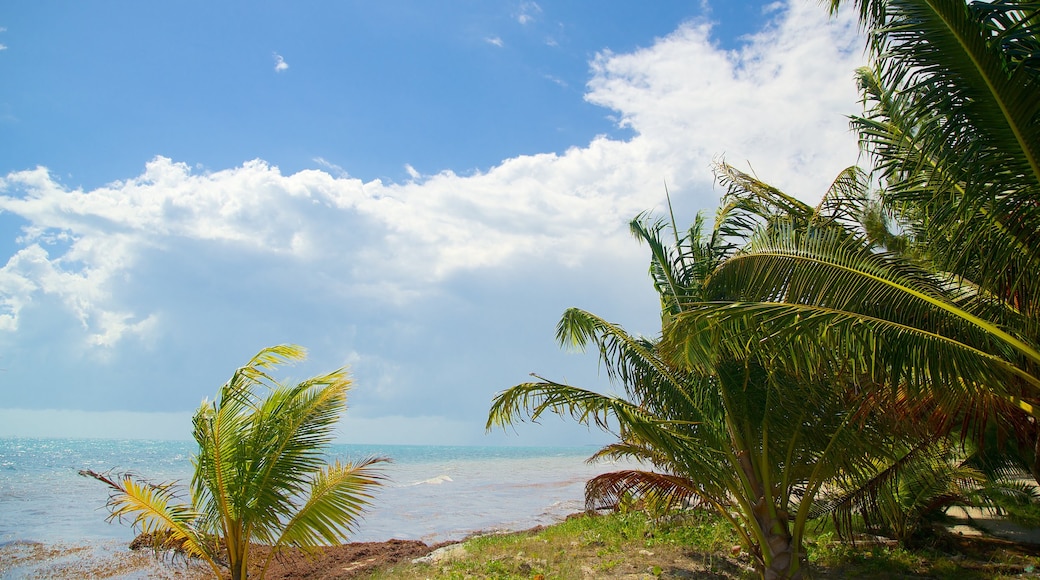 Maya Beach showing general coastal views and tropical scenes