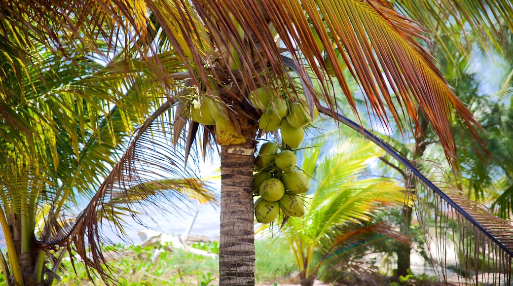 Maya Beach showing tropical scenes