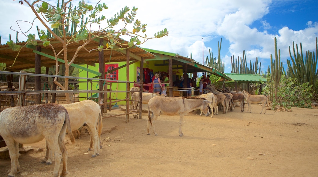 Donkey Sanctuary trong đó bao gồm động vật trong vườn thú và động vật