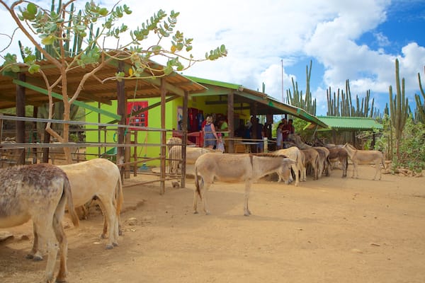 Donkey Sanctuary montrant animaux et animaux de zoo