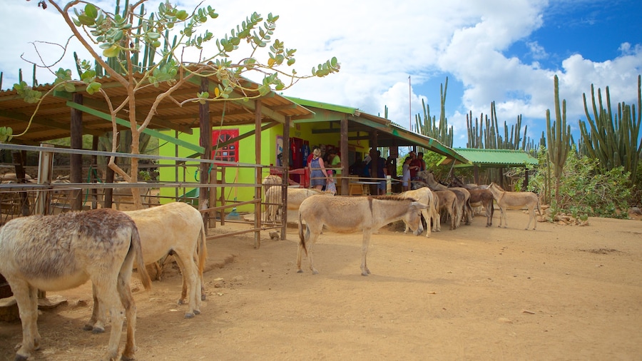 Donkey Sanctuary trong đó bao gồm động vật trong vườn thú và động vật