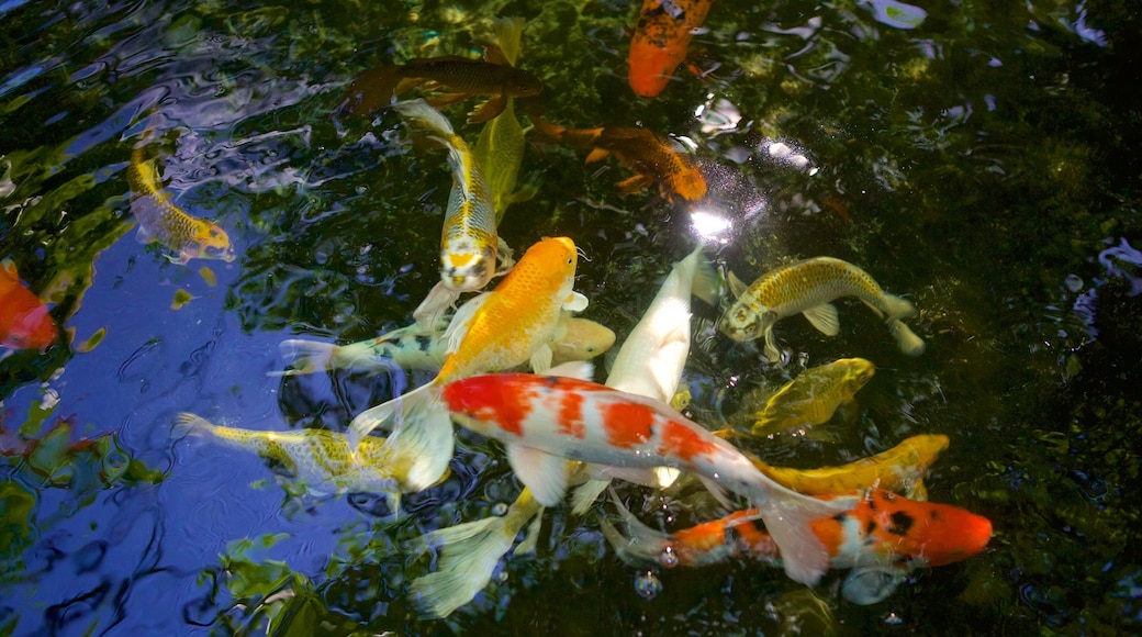 Vlinderboerderij inclusief dieren