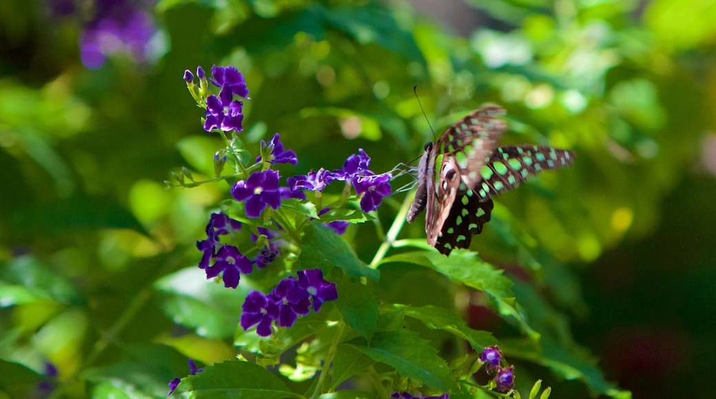 Mariposario mostrando animales