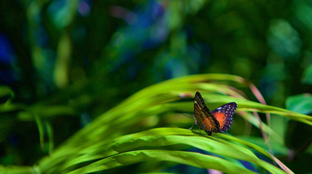 Butterfly Farm showing animals