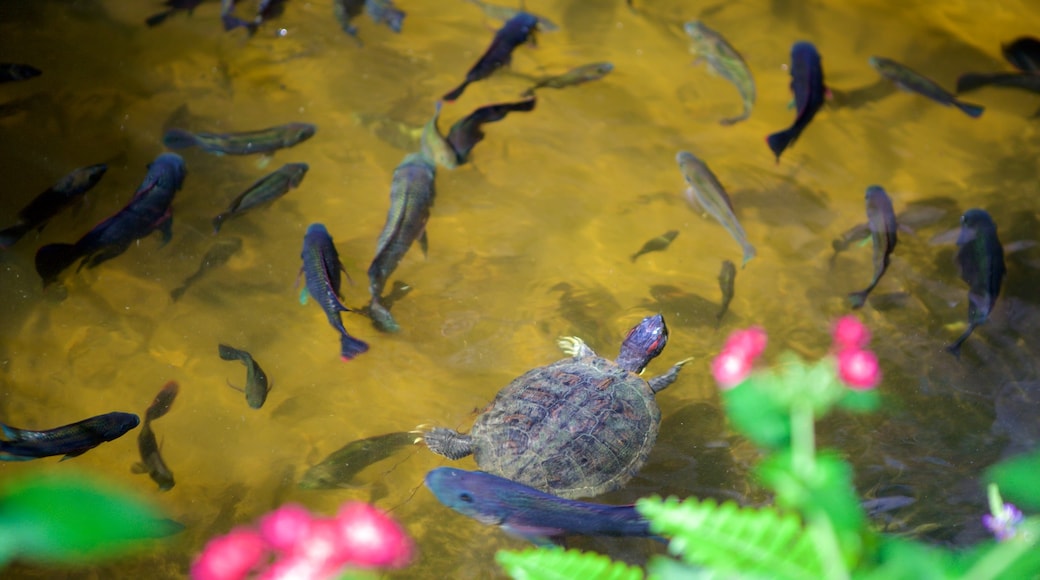 Fazenda de Borboletas que inclui animais e um lago