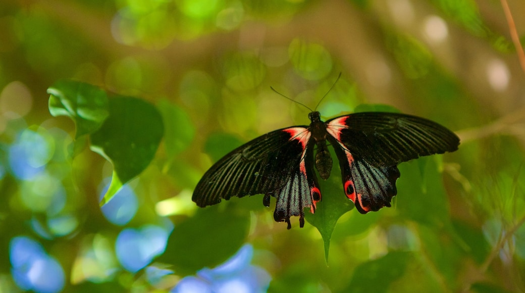 Mariposario que incluye animales