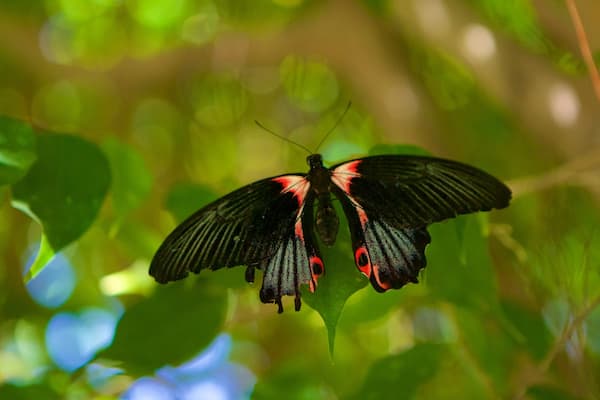 Butterfly Farm which includes animals