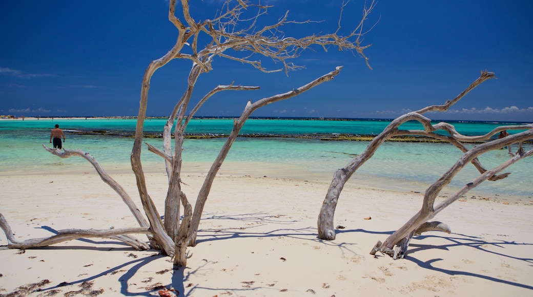 Baby Beach das einen Sandstrand