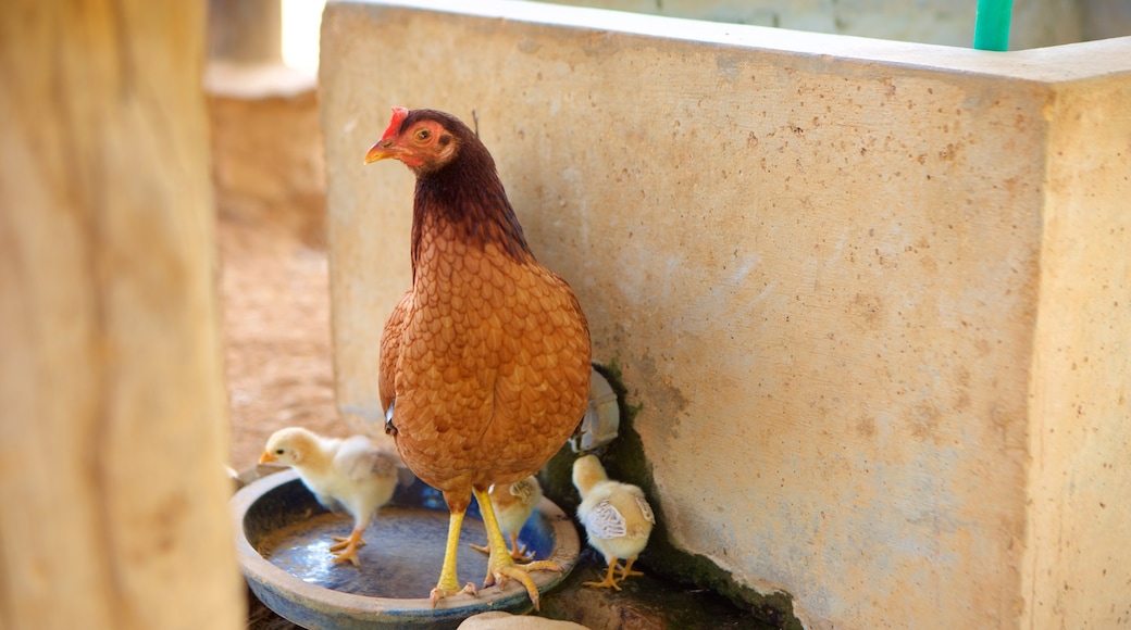 Donkey Sanctuary which includes bird life