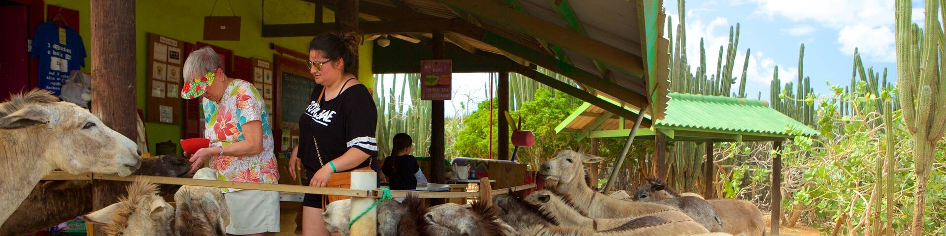Donkey Sanctuary showing zoo animals and animals as well as a small group of people