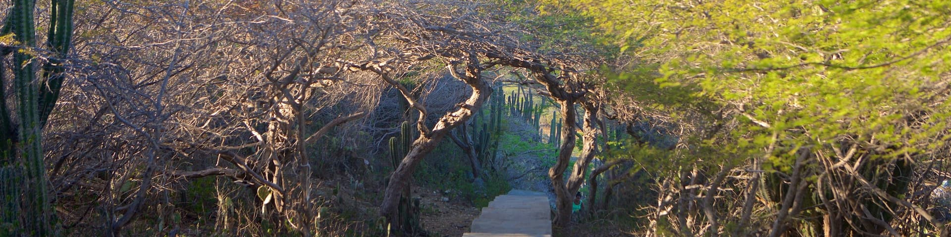 Hooiberg showing forests