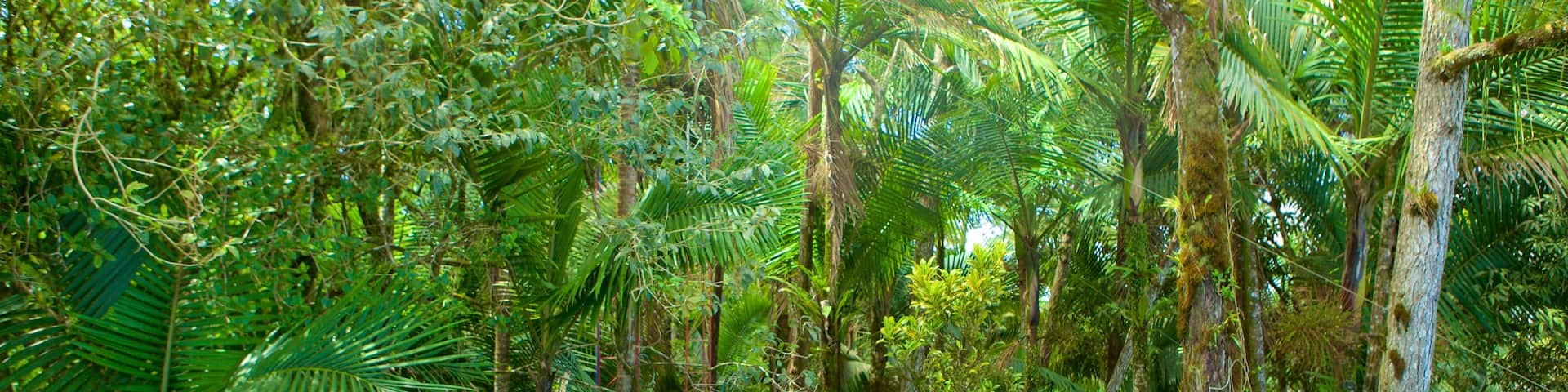 Pico Isabel de Torres showing rainforest