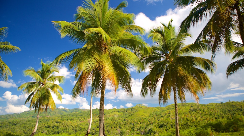 El Salto del Limon mostrando paesaggio tropicale e vista del paesaggio