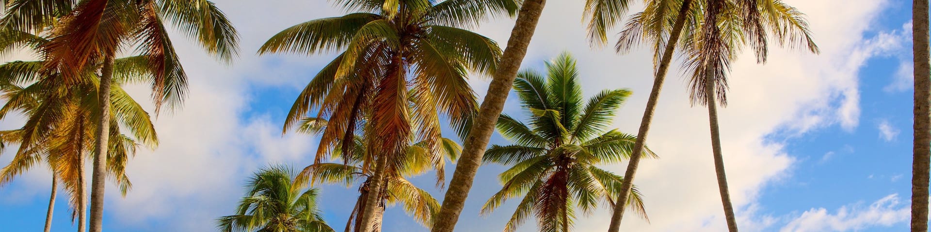Playa RincĂłn mettant en vedette scĂšnes tropicales et vues littorales