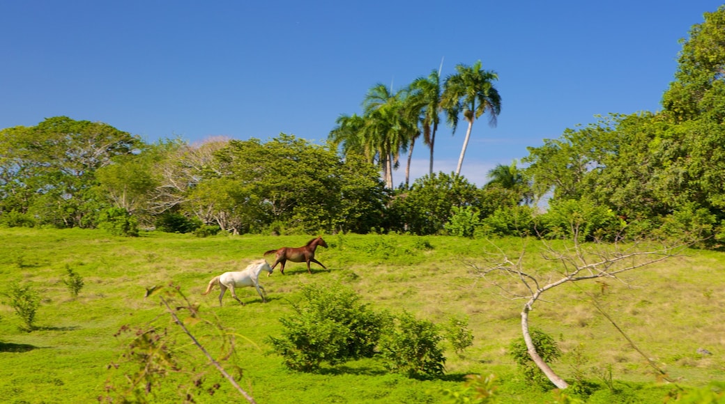 Higuey toont dieren