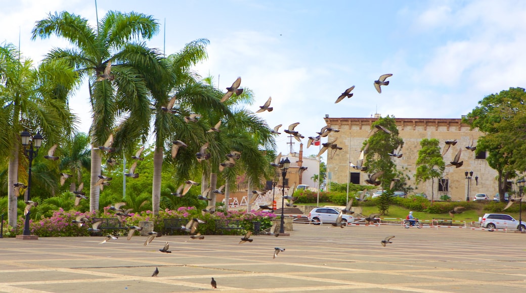 Alcazar de Colon cho thấy quảng trường
