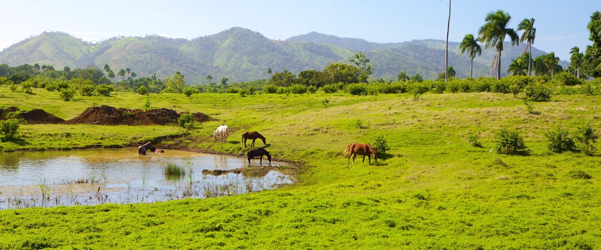 Higuey featuring a pond, tranquil scenes and animals