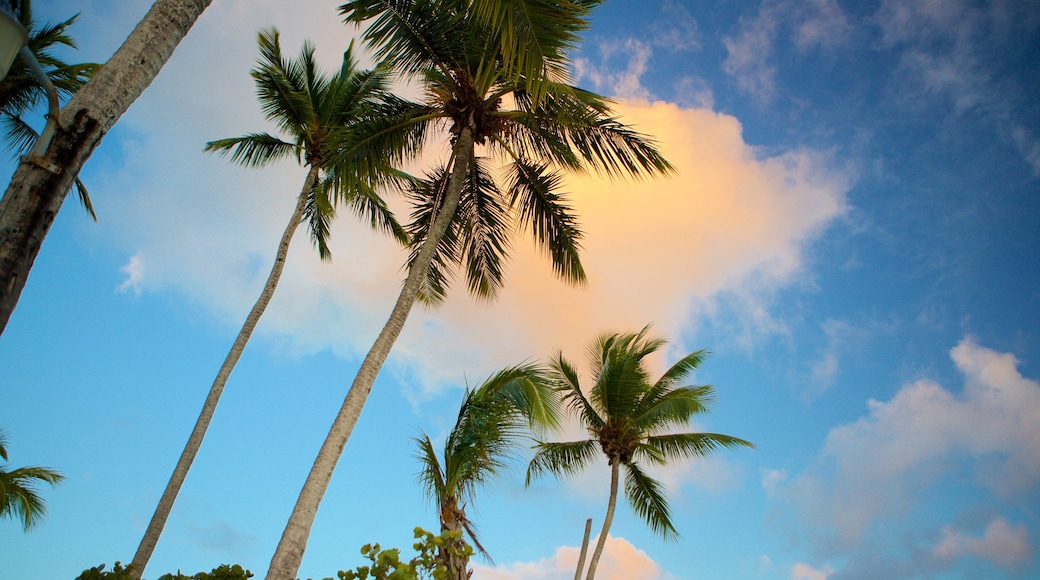 Bayahibe Beach which includes tropical scenes