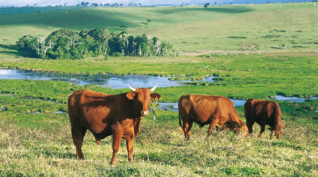 Atherton Tablelands which includes tranquil scenes and animals