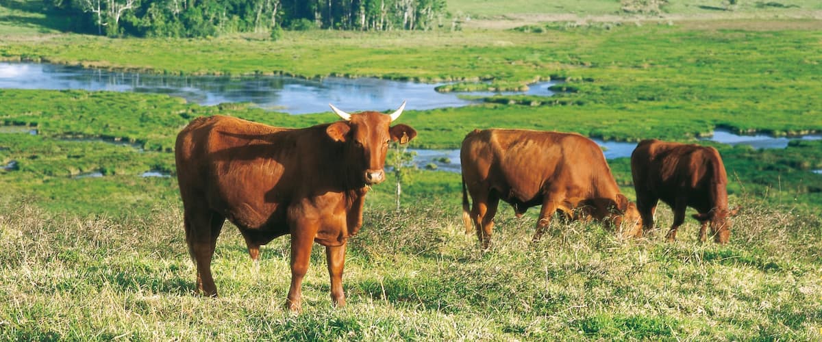 Atherton Tablelands