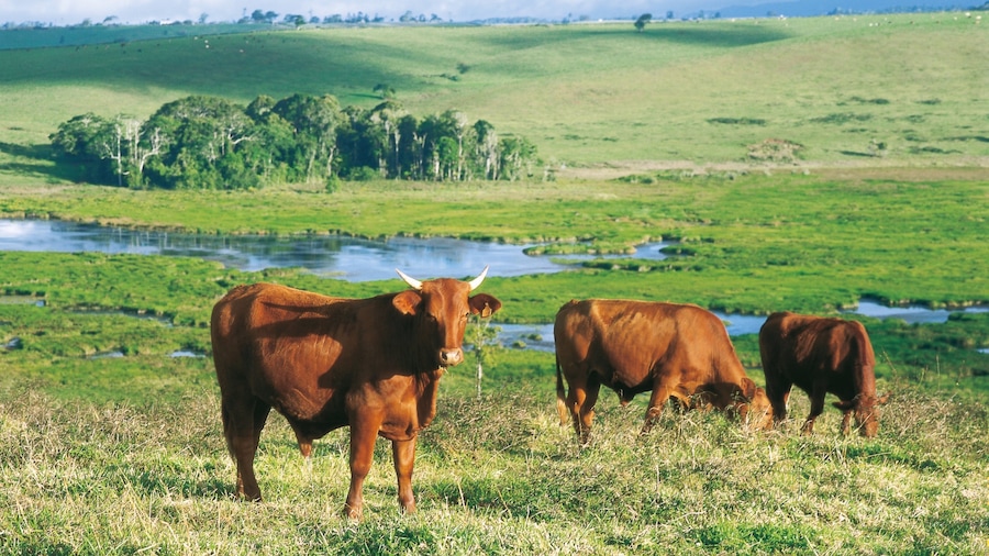 Atherton Tablelands inclusief vredige uitzichten en dieren
