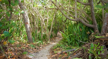 Cinnamon Bay showing forest scenes