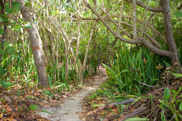 Cinnamon Bay mettant en vedette scĂšnes forestiĂšres