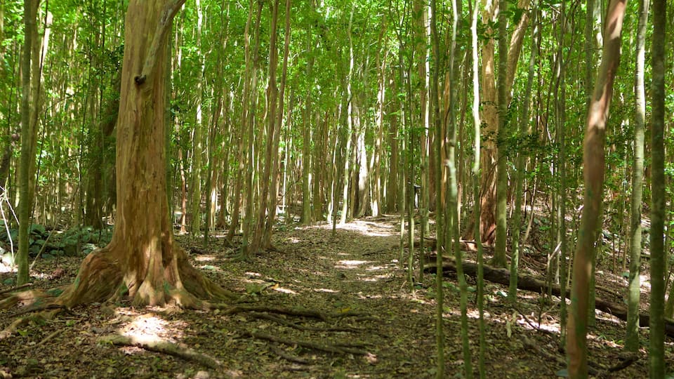 Cinnamon Bay showing forest scenes