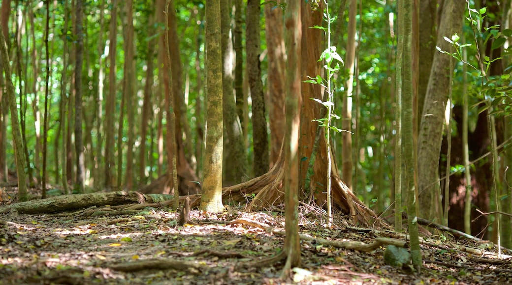 Cinnamon Bay mostrando foresta pluviale