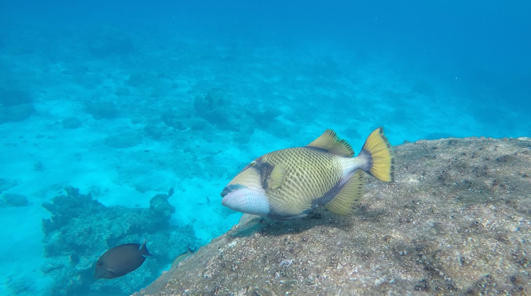 Parque Nacional de Ko Similan ofreciendo vida marina