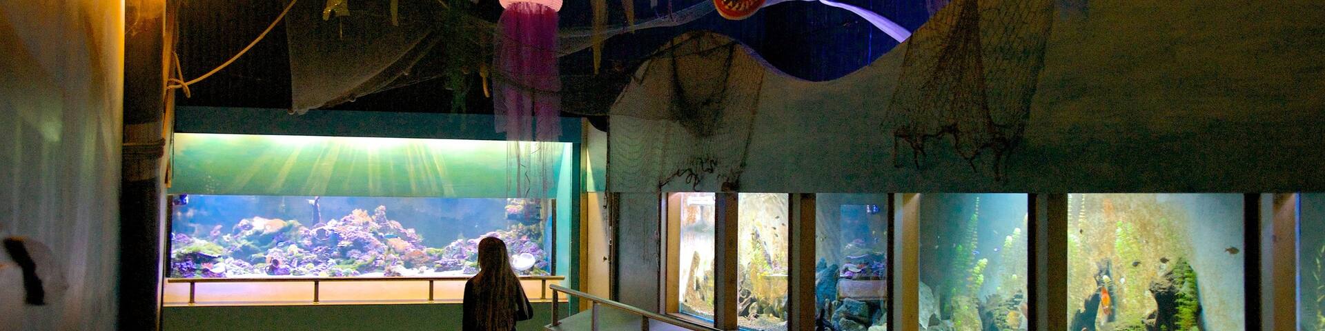 Butterfly Creek showing interior views and marine life