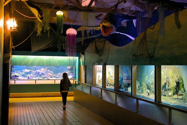 Butterfly Creek showing interior views and marine life