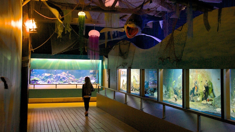 Butterfly Creek showing interior views and marine life