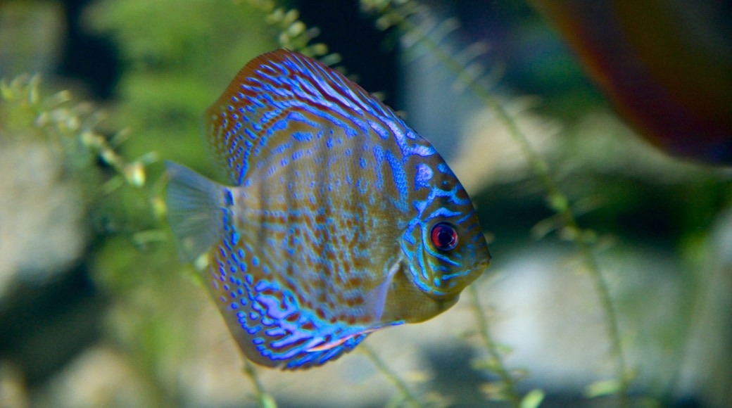 Butterfly Creek showing marine life