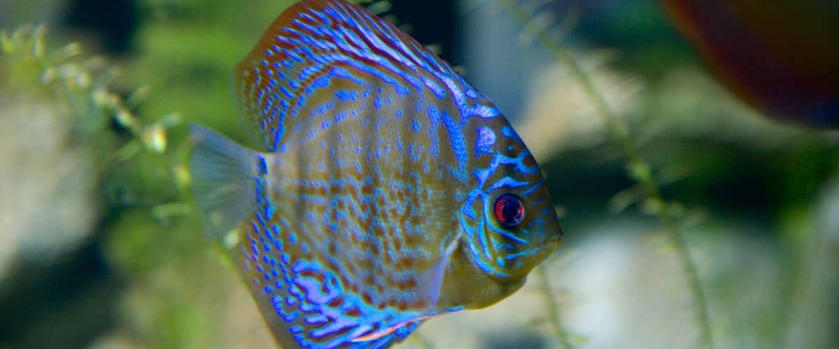 Butterfly Creek showing marine life