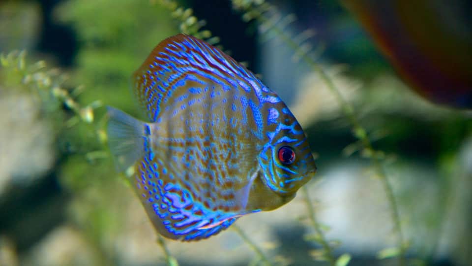 Butterfly Creek which includes marine life