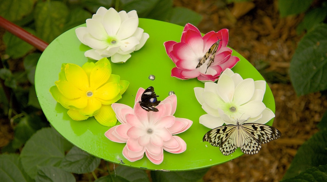 Butterfly Creek showing zoo animals and animals