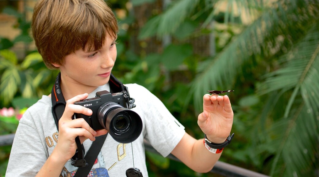 Butterfly Creek mostrando animali cosi come bambino