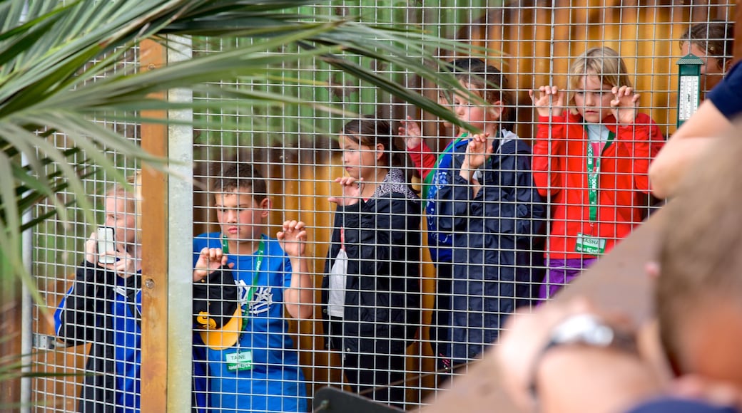 Butterfly Creek showing zoo animals as well as a small group of people