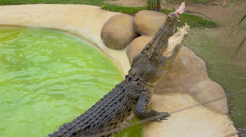 Butterfly Creek showing dangerous animals and zoo animals