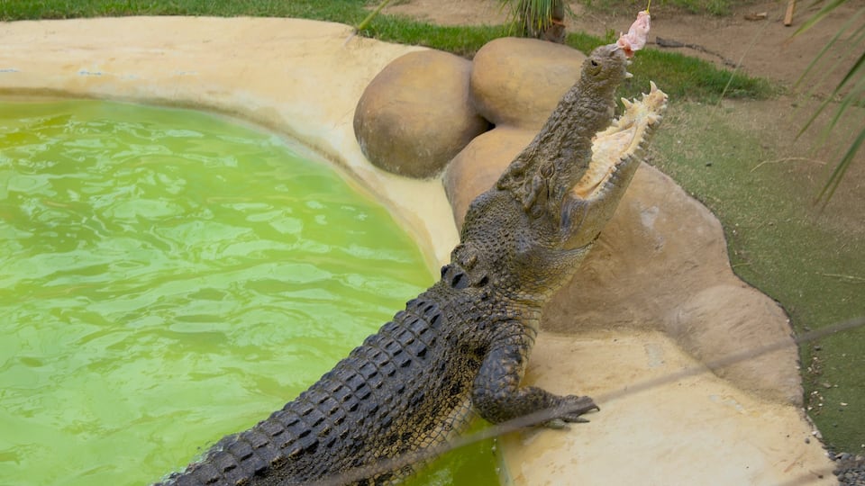 Butterfly Creek featuring dangerous animals and zoo animals