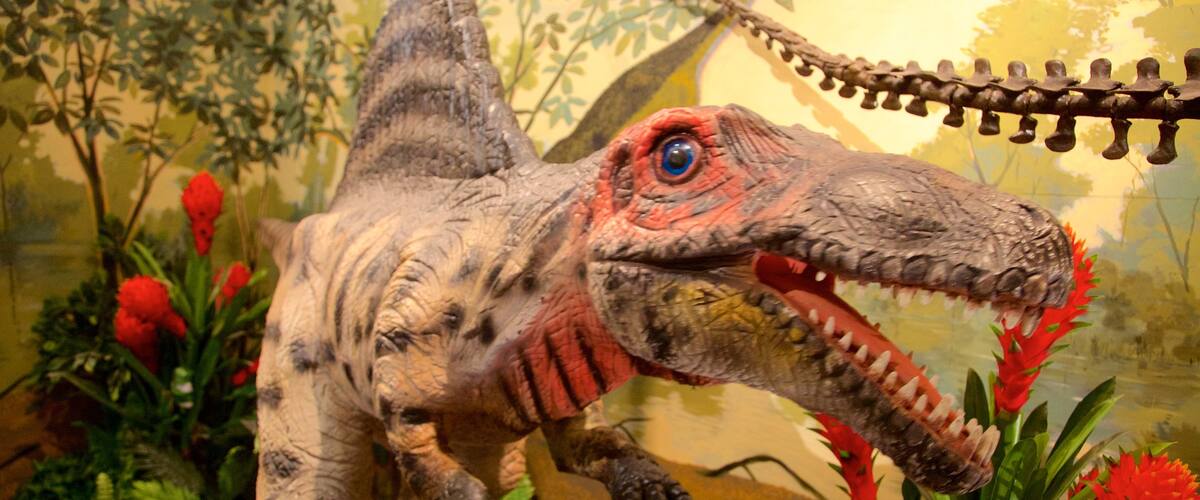 National Dinosaur Museum