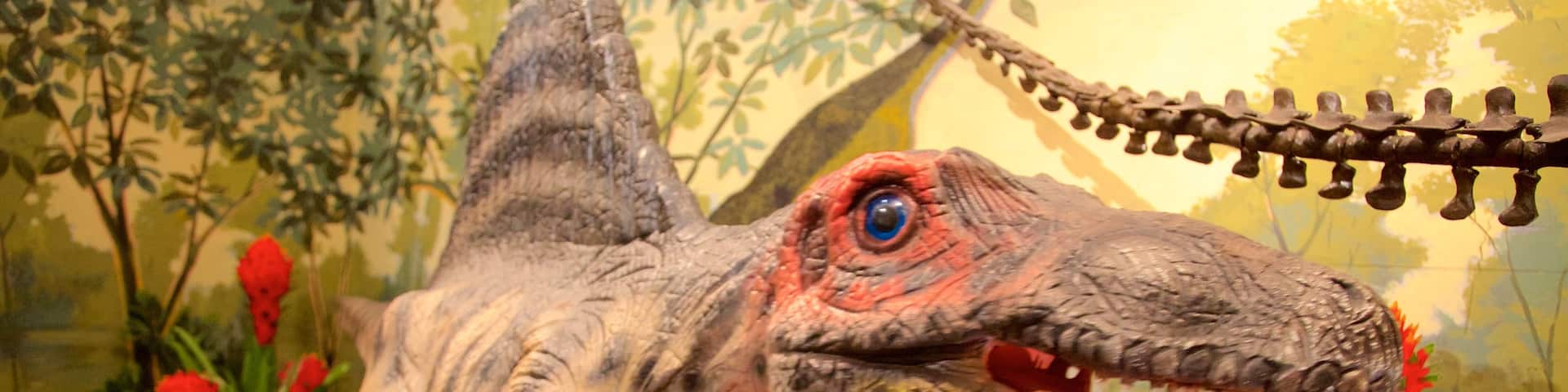 National Dinosaur Museum