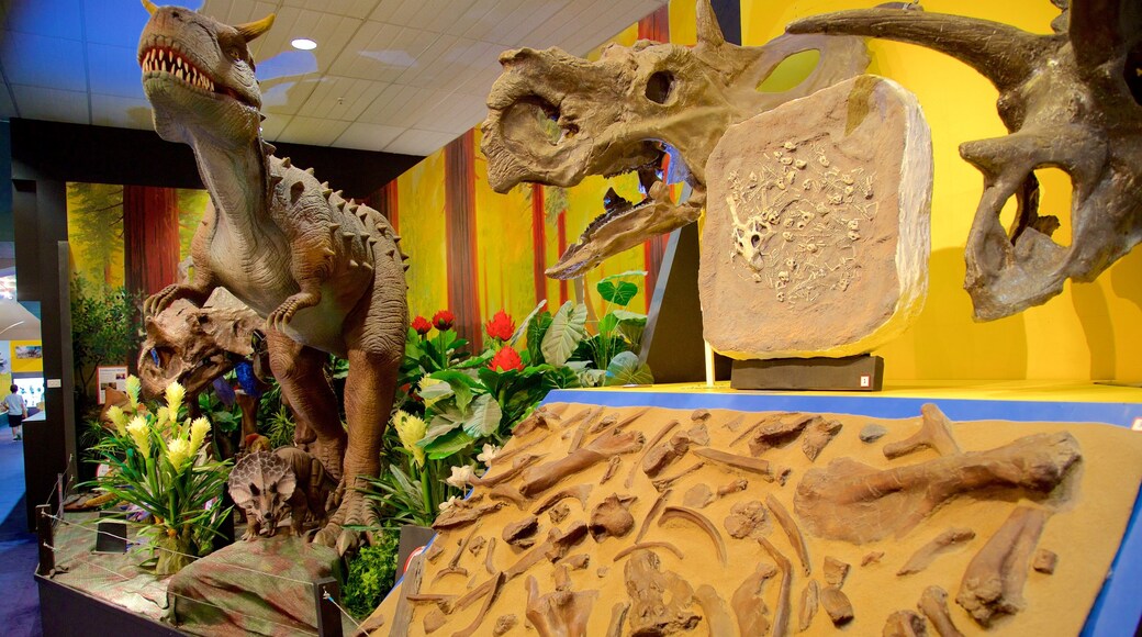 National Dinosaur Museum das einen Innenansichten