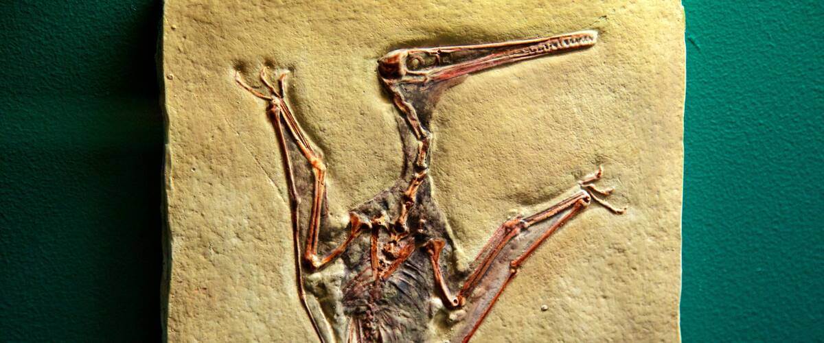 National Dinosaur Museum