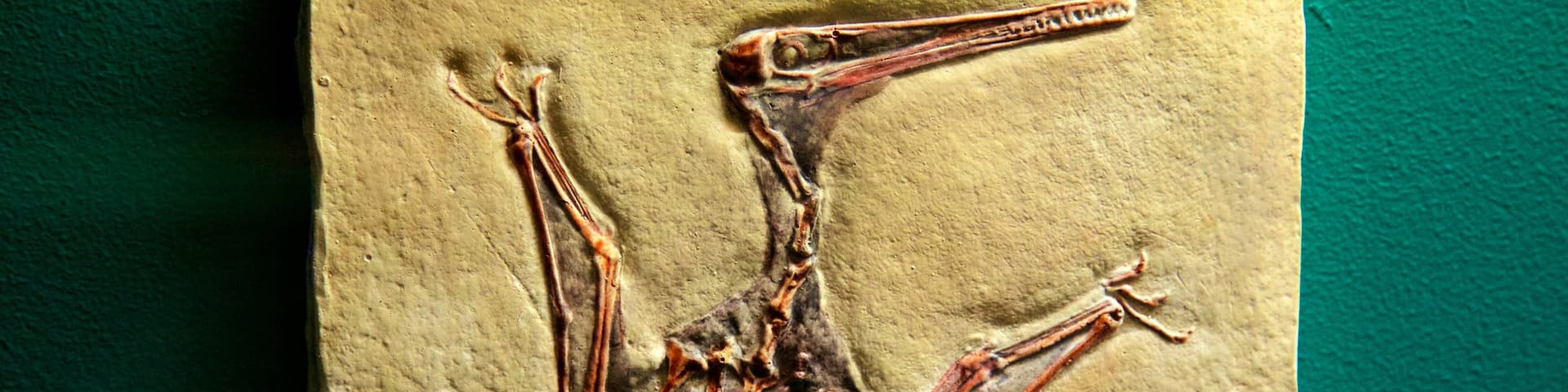 National Dinosaur Museum