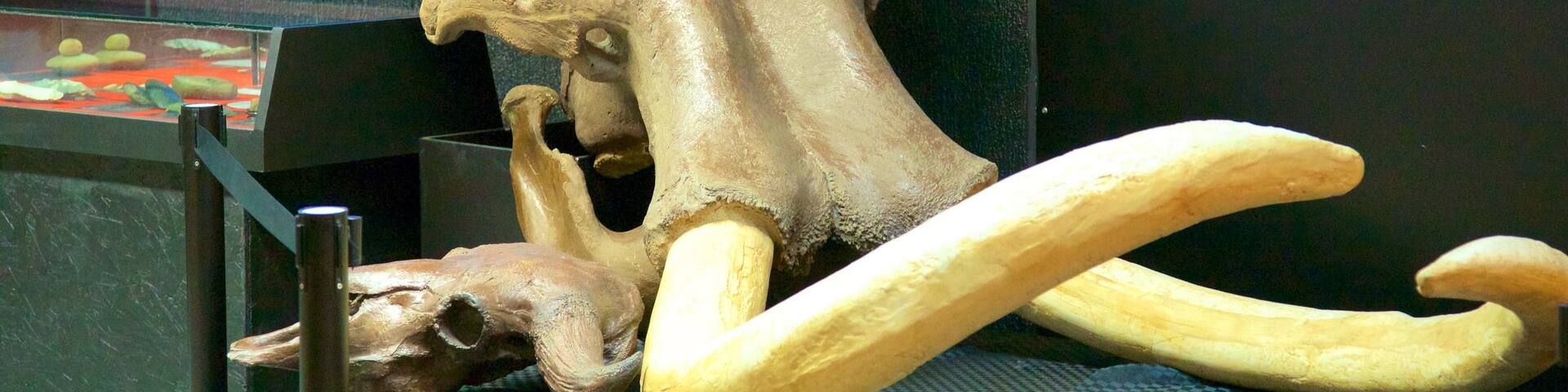 National Dinosaur Museum