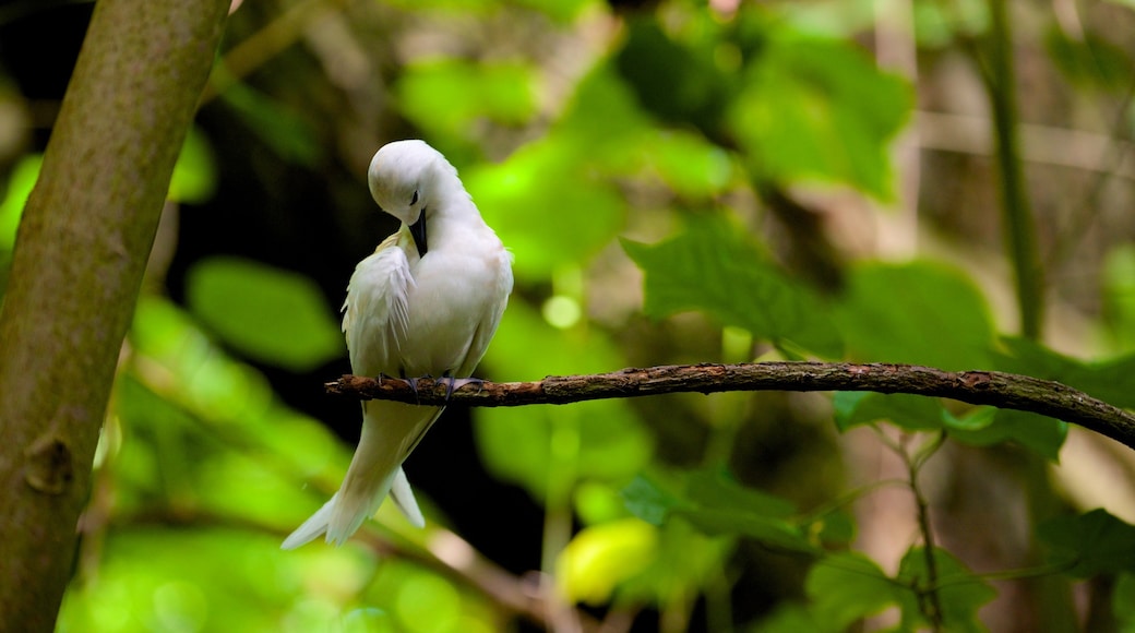 Aitutaki which includes bird life