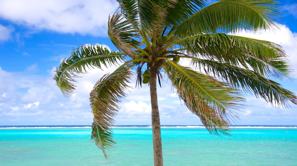 Tikioki Marine Sanctuary featuring tropical scenes