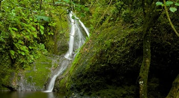 Rarotonga que incluye una catarata y un estanque